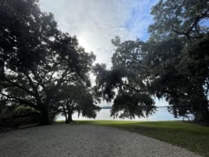 trees on the banks of Lake Peigneur