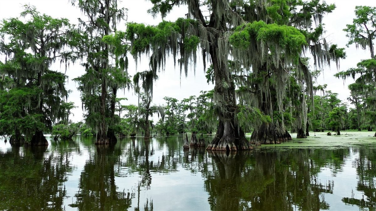 bayou, louisiana, cypress-3626594.jpg